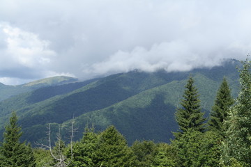 mountain landscape, creeping fog or clouds on top mountains, evergreen trees in the foreground