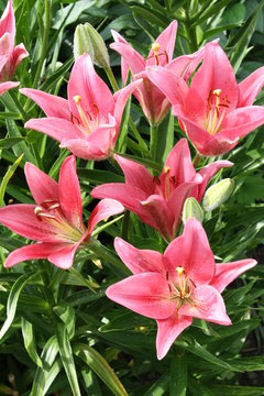 pink lilies, portrait orientation of the photo, green leaves and stems, picture with fresh flowers