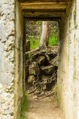 ニュージーランド　コロマンデル近郊のカランガハケ渓谷の金鉱跡