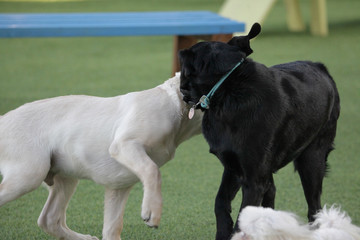 puppy on the battlefield