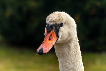 Obraz premium Image of a young, white swan bird