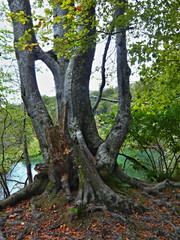 Fototapeta premium Croatia-view of a trees in the Plitvice Lakes National Park