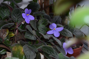 violet flowers grow in pots
