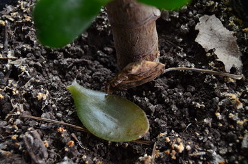 green plant and leaf in the soil