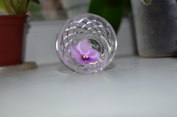 violet in a glass beaker