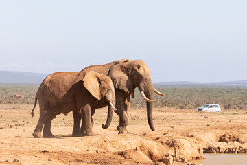 African elephants (Loxodonta africana) at Addo Elephant National Park, Eastern Cape, South Africa approaching Hapoor waterhole with tourist vehicle behind in the distance 