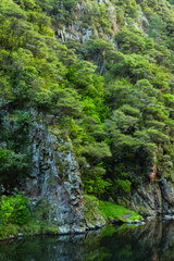 ニュージーランド　コロマンデル近郊のカランガハケ渓谷のオヒネムリ川