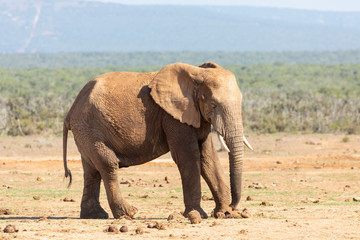 Fototapeta premium African elephant (Loxodonta africana) at Addo Elephant National Park, Eastern Cape, South Africa walking through dried turds
