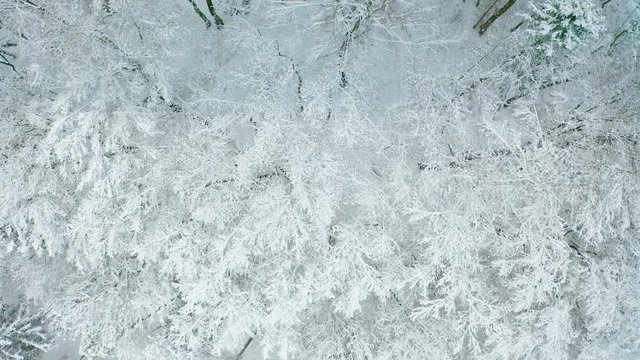 Winterwald