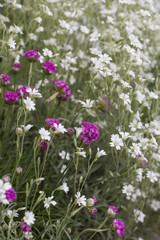 Large Area Flowering White And Pink Blossom