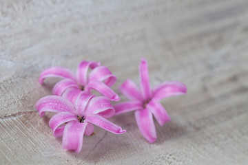 Fototapeta na wymiar Pink Hyacinth Flower Close Up