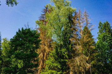 View of Christmas trees and pines affected by stem pests. Branches of Christmas trees with dried needles of brown color destroyed by bark beetle typograph. Moscow region.