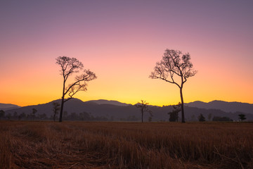 Fototapeta premium sweet sunrise above the big trees in the rice field during harvest season.