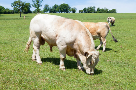 White Charolais beef bull grazing in a pasture with cows, French breed bred for meat production
