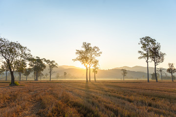 Fototapeta premium sunlight through to the trees in the rice field during harvest season.