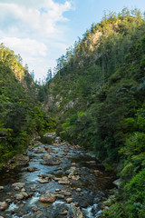 Fototapeta na wymiar ニュージーランド　コロマンデル近郊のカランガハケ渓谷の風景