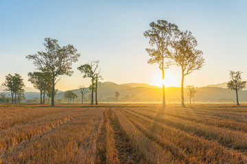 sunlight through to the trees in the rice field during harvest season.