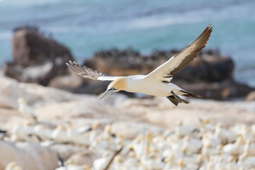 Cape Gannet (Morus capensis) in flight, Birds Island, Lamberts Bay, Western Cape, South Africa above the breeding colony