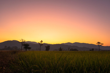sweet sunrise above the big trees in the rice field during harvest season.