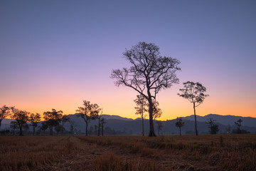 Fototapeta na wymiar sweet sunrise above the big trees in the rice field during harvest season.