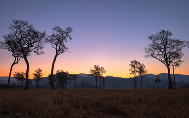 Naklejka premium sweet sunrise above the big trees in the rice field during harvest season.
