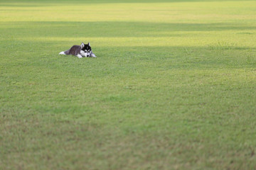 Siberian puppy on green lawn.