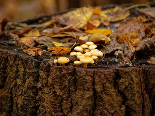 small orange mushrooms grow on a stump in the forest, Russia.