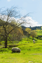ニュージーランド　オヒンガイティのフラット・ヒルズ・カフェ・アンド・ツーリスト・パーク