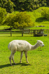 ニュージーランド　オヒンガイティのフラット・ヒルズ・カフェ・アンド・ツーリスト・パークのアルパカ
