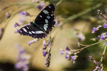 farfalla bianca e nera sul fiore