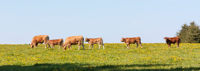 Herd of Limousin beef cattle in a spring pasture with cows, bullocks and a calf grazing amongst...