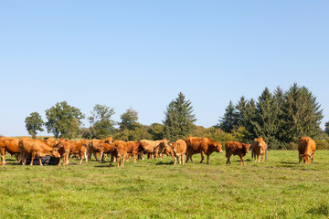 Naklejka na ściany i meble Herd of Limousin beef cattle, cows and bull, in a summer pasture at sunset