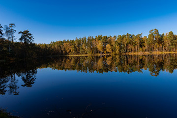 Golden Polish Autumn with reflection of the trees in Black Lake Niepolomice Forest Poland October 2019