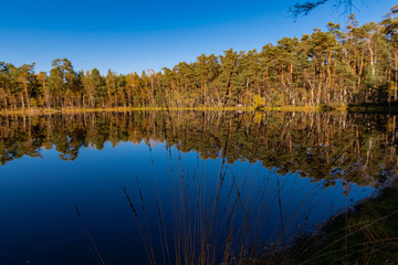 Golden Polish Autumn with reflection of the trees in Black Lake Niepolomice Forest Poland October 2019