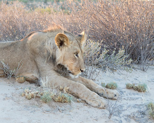 Young Kalahari Lion (Leo panthera) resting on the dunes at sunset, Kgalagadi Transfrontier Park, Kalari, Northern Cape, South Africa