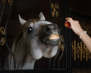 The head of a gray horse standing in the stable close up. The horse is smiling, looks at the Apple