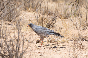 Pale Chanting Goshawk (Melierax conorus) Kgalagadi Transfrontier Park, Kalahari, Northern Cape, South Africa with rodent prey on ground