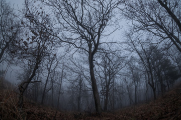 Obraz na płótnie Canvas Spooky tree through the fog
