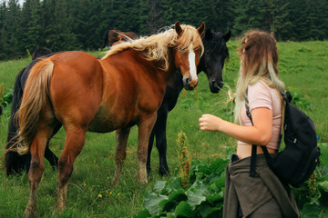 Horses on nature. Two beautiful horses