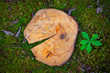 Crossection of pine tree with rings