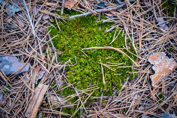 Forest floor moss