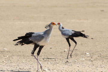 Secretarybird or Secretary Bird (Sagittarius serpentarius,)  walking past its mate,  Northern Cape, South Africa. Listed as Vulnerable