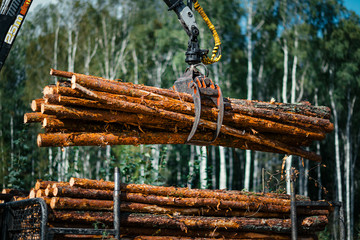 Forestry forwarder is loading logs in a pile in forest - obrazy, fototapety, plakaty