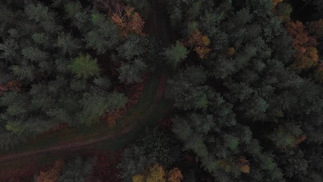 Short video from the autumn accident in the beautiful English forest. It presents the forest from the bottom up