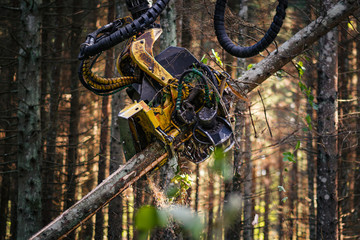 Forestry harvester cutting trees in pine forest