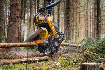 Forestry harvester cutting trees in pine forest