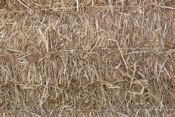 Surface of the rice straw.