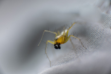 yellow spider on clothes