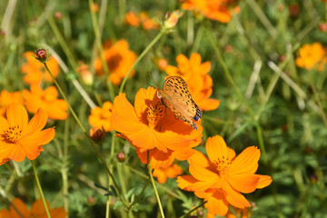 キバナコスモスとツマグロヒョウモン