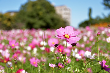 コスモス畑
